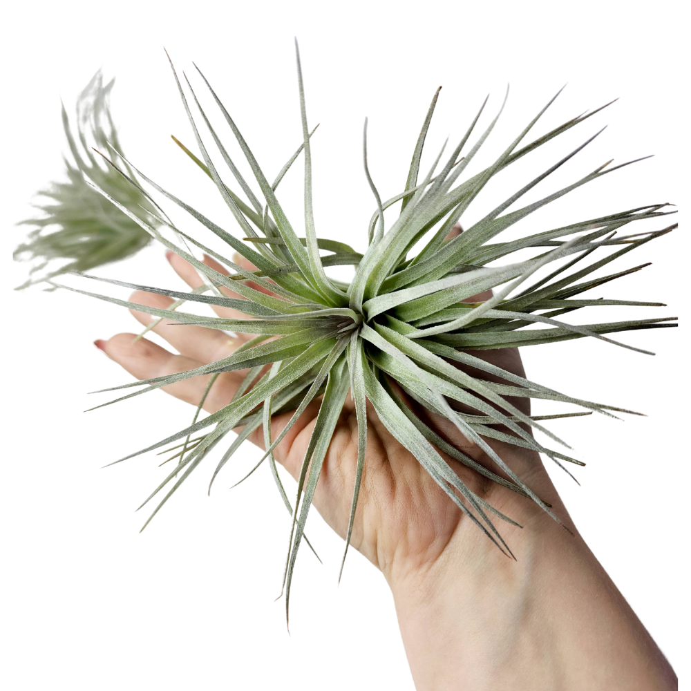 houston dark pink air plant Large Tillandsia Houston Red Princess Air Plant