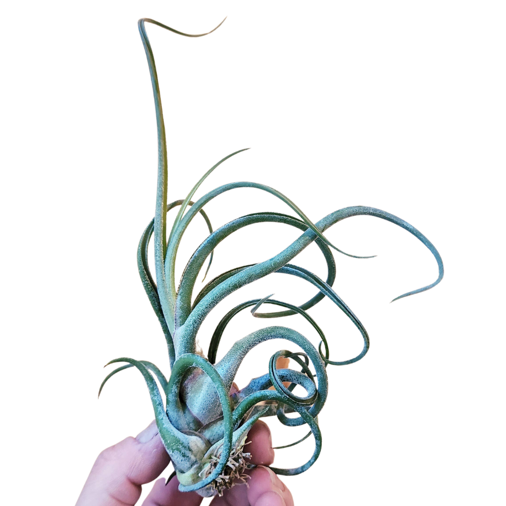 medusae air plant Large Tillandsia Medusae Air Plant – Villa West Designs