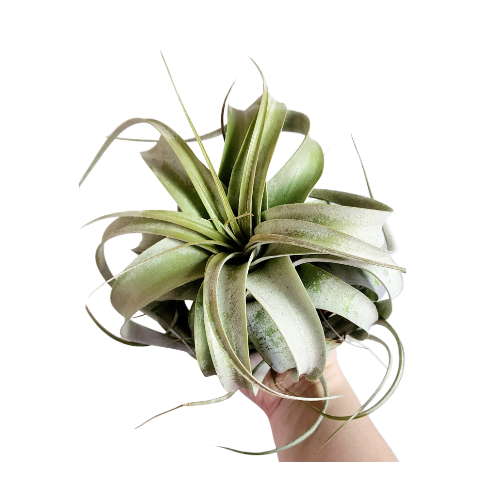 air plant queen Large Xerographica Air Plant
