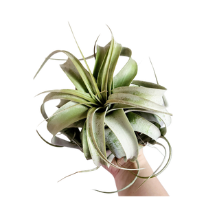 Large Xerographica Air Plant | Queen of Airplants