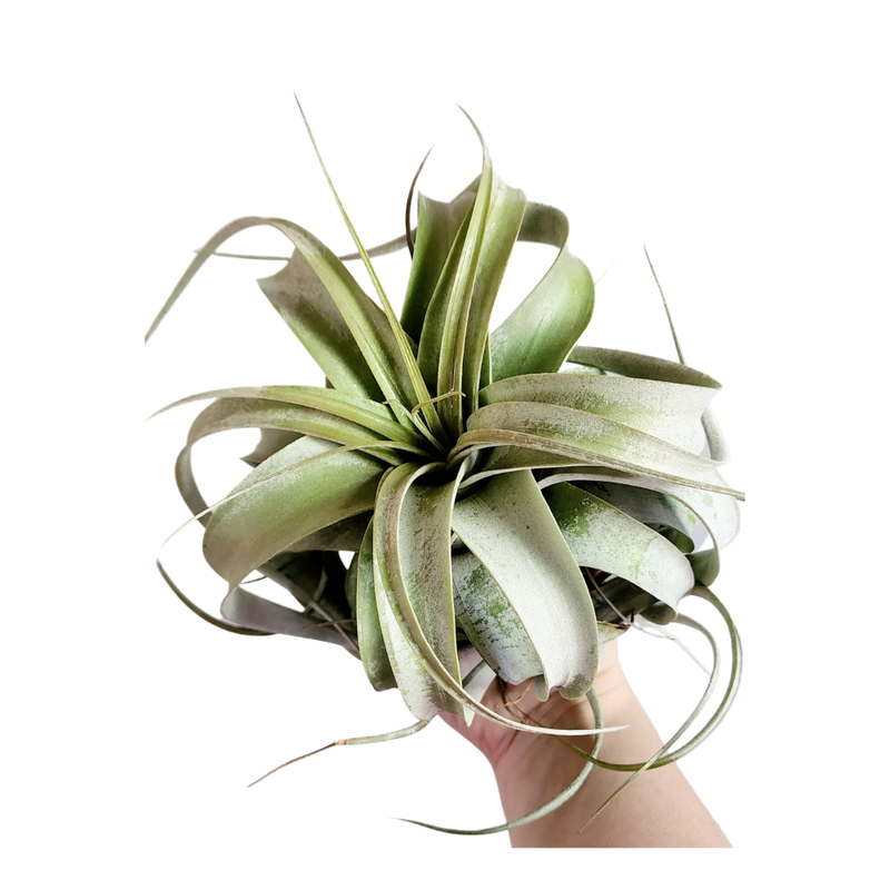 Large Xerographica Air Plant | Queen of Airplants