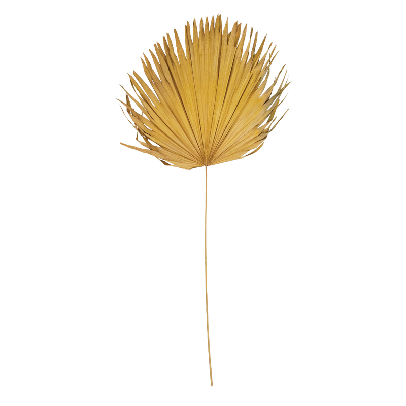Dried Palm Leaf, Citron Color (Each One Will Vary)