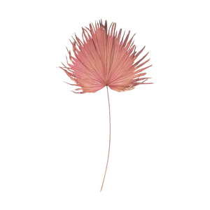 Dried Palm Leaf, Raspberry Color (Each One Will Vary)
